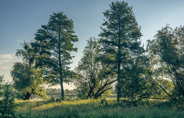 Fototapeta premium Dawn in early spring