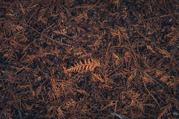 Faded nature in late summer and autumn