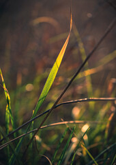 Faded nature in late summer and autumn