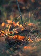 Faded nature in late summer and autumn