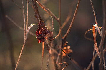 Faded nature in late summer and autumn