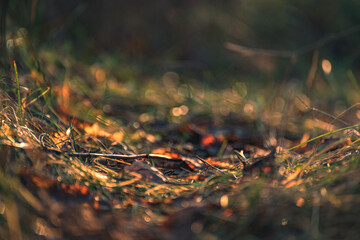 Faded nature in late summer and autumn