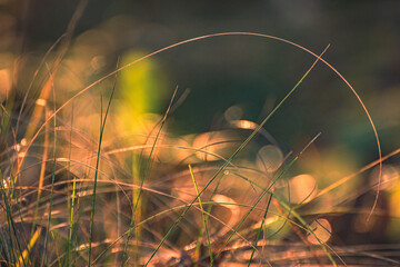 Faded nature in late summer and autumn