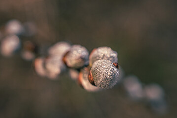 Early spring nature