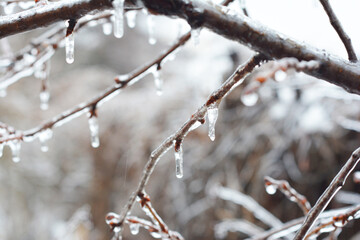 A close-up of a tree branch covered with ice and icicles after freezing storm. Winter background. Snow melting background.