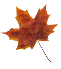 Bright autumn maple leaf on white background. Watercolour illustration.