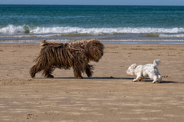 Large and small dog meet on beach