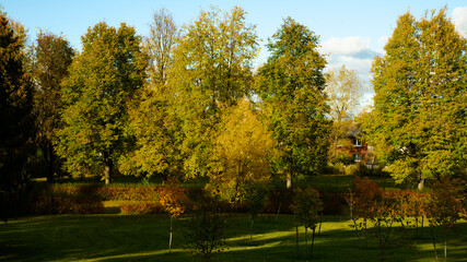 autumn trees in the park