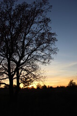 sunset in the forest