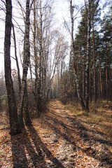path in autumn forest