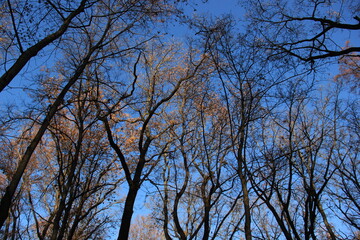 Fototapeta premium trees and sky