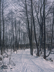 Winter forests