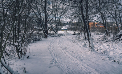 Winter forests