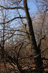 trees in the forest