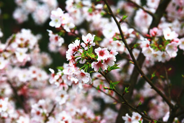 Fototapeta na wymiar Pink with white cherry blossoms flowers close-up,beautiful pink cherry blossoms blooming on the branch in spring 