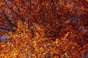 Autumn details and textures with orange, yellow and red color shades. Nature photography used for backgrounds and season specific subject. Forest are so important for combating the climate change.