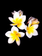 frangipani flower on black background