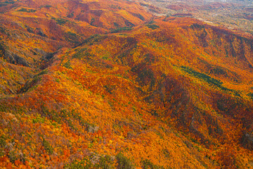Fototapeta na wymiar Autumn details and textures with orange, yellow and red color shades. Nature aerial photo used for backgrounds and season specific subject. Forest are so important for combating the climate change.