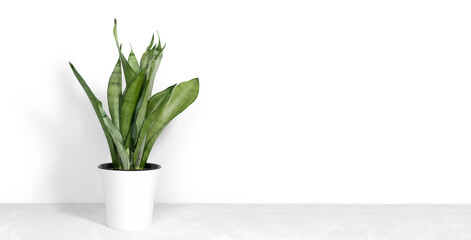 Sansevieria plant in a modern flower pot stands on a gray table on a white background. Home plant Sansevieria trifa. Home Gardening concept. Selective focus. Banner