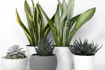 A collection of different house plants: cacti, succulents in different pots. Echeveria, havortia,...