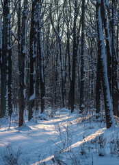 Snowy forest
