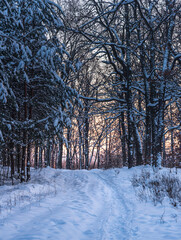 Snowy forest