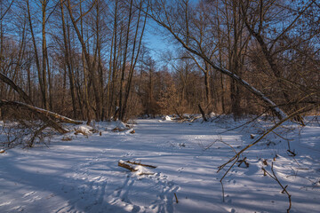 Snowy forest