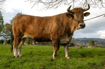 Buey del País Vasco, con una carne muy preciada por su aporte de grasas (el macho no castrado no engrasa) y melosidad en sus carnes. Pueden llegar a pesar 2.000kg en vivo.