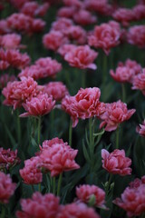 Pink peony tulips grow in a flower bed.