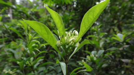 Fototapeta na wymiar A small spider hiding under a leaf near rare flower buds
