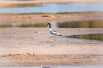 The pied avocet, Recurvirostra avosetta, is a large black and white wader with long, upturned beak