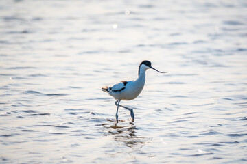 The pied avocet, Recurvirostra avosetta, is a large black and white wader with long, upturned beak
