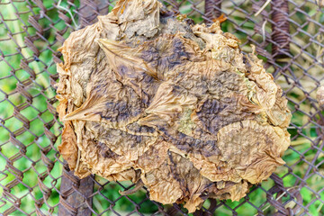 Dry tobacco leaves. Selective focus. Tobacco close up. Farm product for the manufacture of cigarettes and cigars