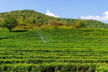 Fototapeta na wymiar Green tea farm with blue sky background. Nature background. Copy space