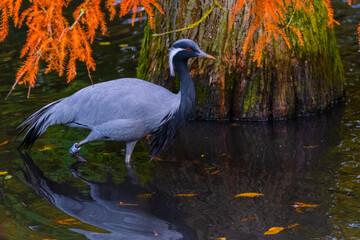 demoiselle crane