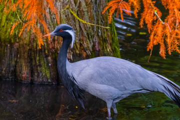 demoiselle crane