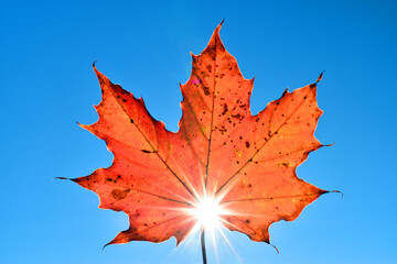Maple leaf backlit with sun flare and a blue sky