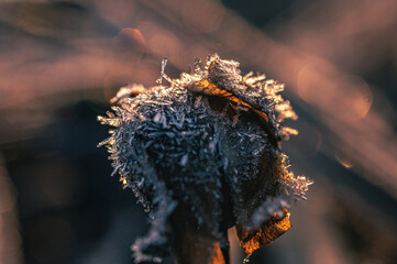 Ice in winter