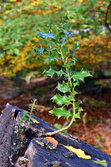 A holly (Ilex aquifolium) grows on a dry beech trunk