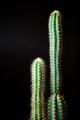 Cactus close up