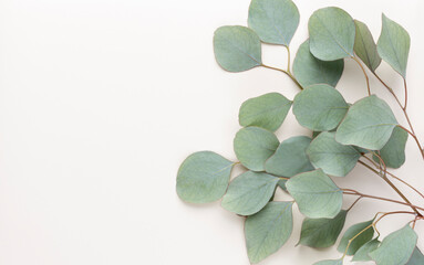 Eucalyptus composition. Pattern made of various colorful flowers on white background. Flat lay stiil life.