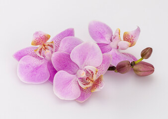 Fototapeta na wymiar Pink orchid isolated on white background.