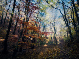 Walking path in the autumn forest, the sun shines through the colorful trees