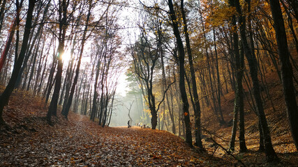 in the morning in the misty forest, a girl walks a dog