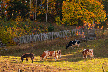 A lot of cows and a donkey feeding from a lawn grass at the bottom of a mountain in autumn color landscape. Farm animals in direct sunlight.