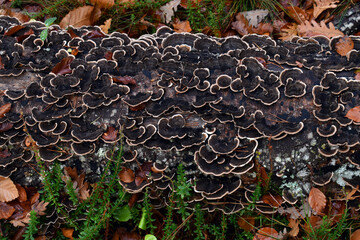 Trametes versicolor mushroom on a dry beech trunk