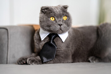 Funny grey cat Scottish fold in a tie as a businessman