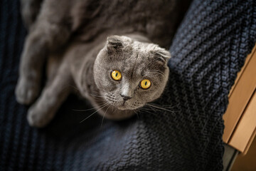 The grey cat Scottish fold is lying on a blanket on the bed at home