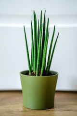 Cylindrical Sansevieria in a pot on a white wall background