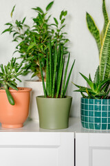 Lots of green plants in pots at home. A stylish and botanical composition of a home indoor garden.